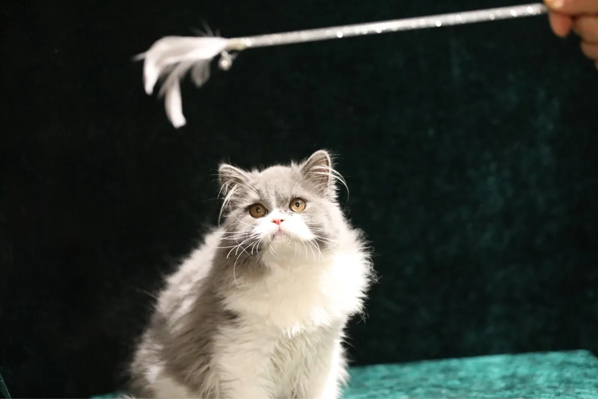 Purebreed British longhair boy Tica register - Image 4