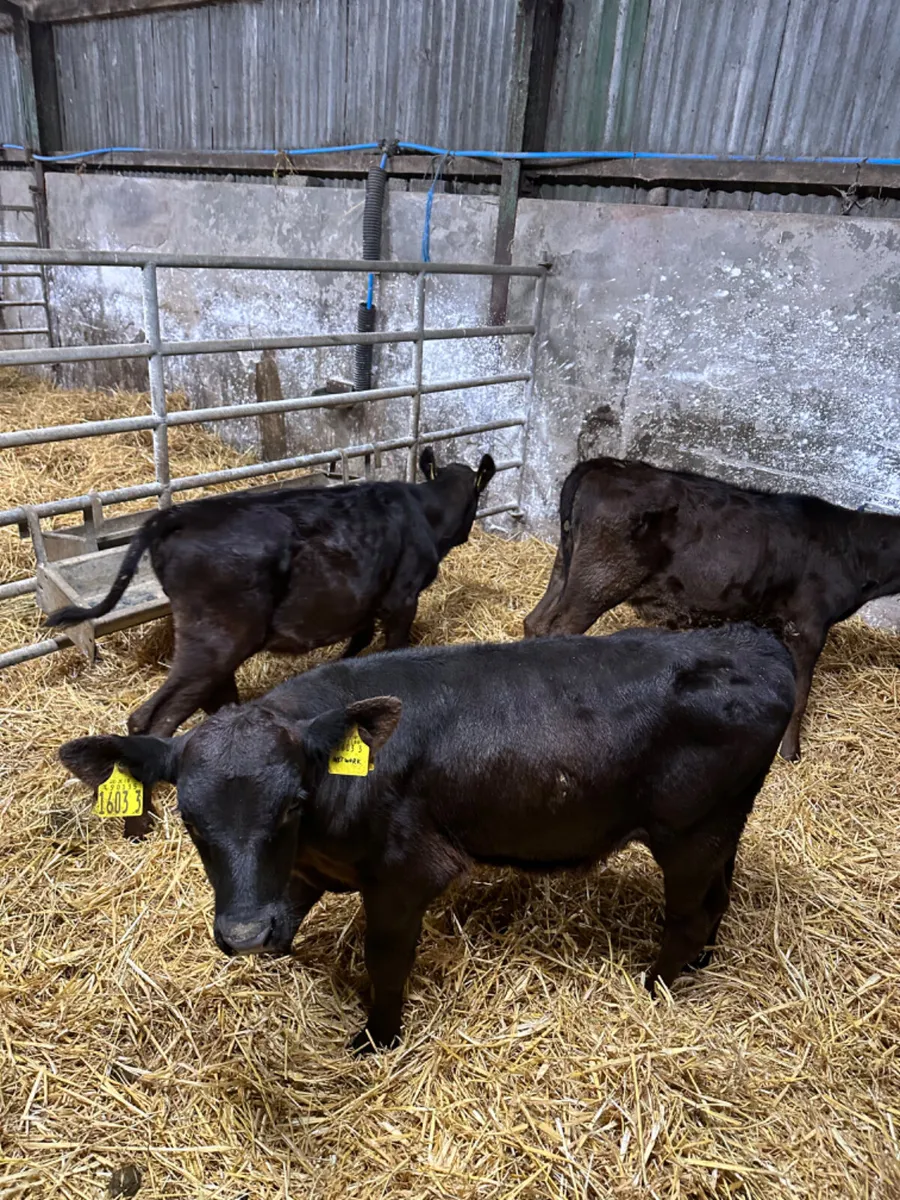 Reared Angus heifers and bull - Image 3