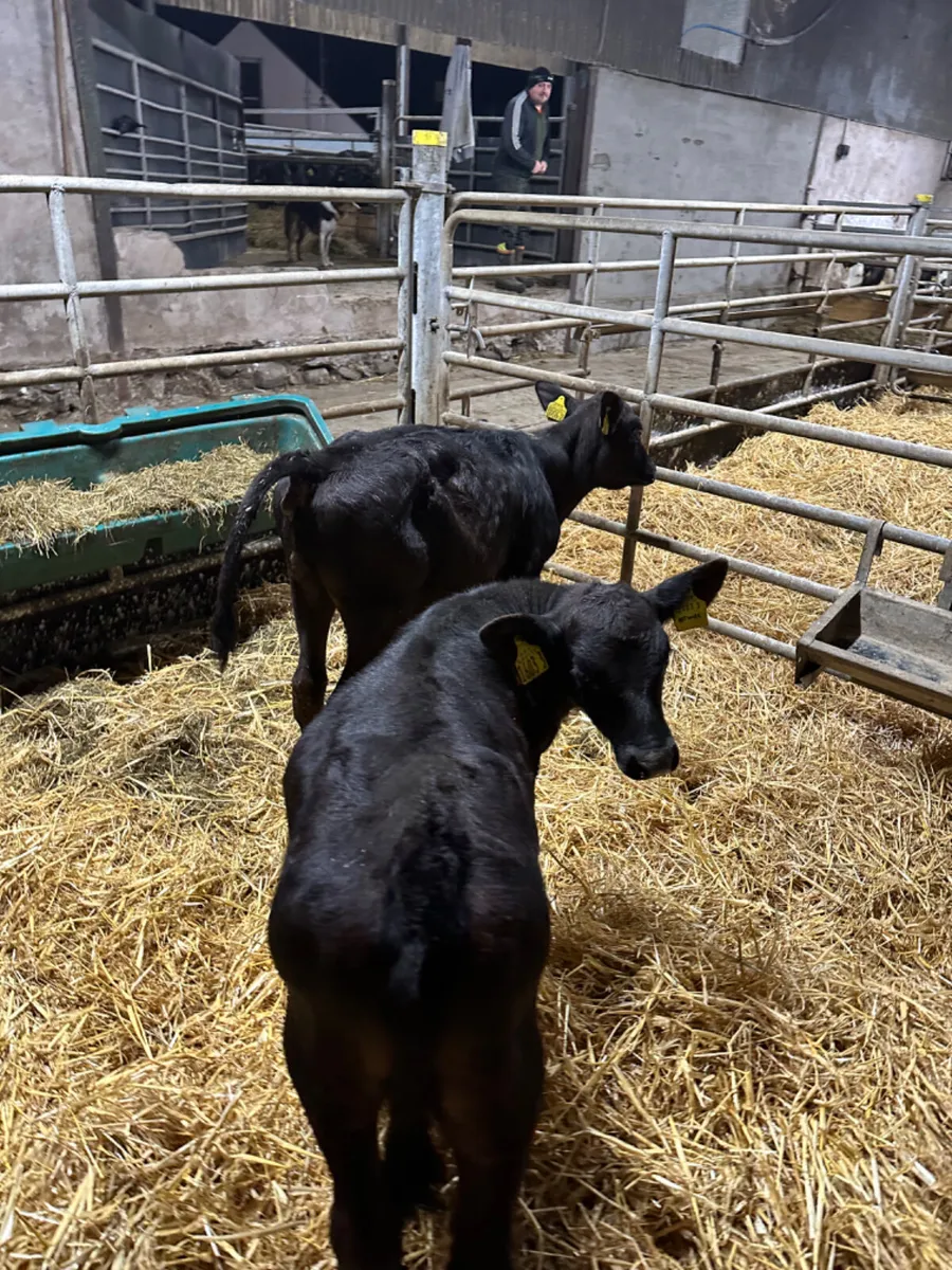 Reared Angus heifers and bull - Image 1