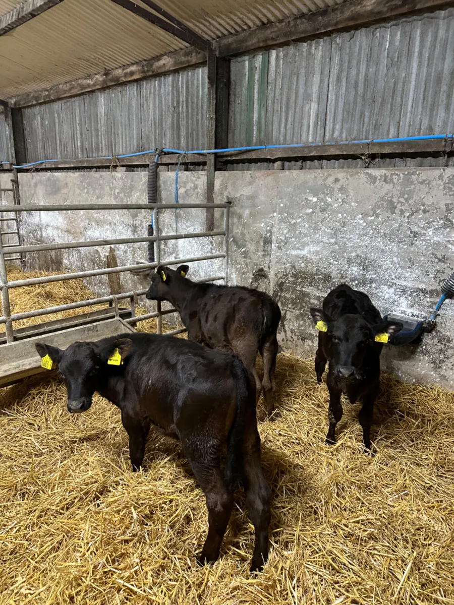 Reared Angus heifers and bull - Image 4