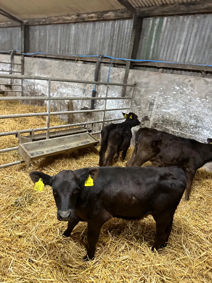 Reared Angus heifers and bull - Image 2