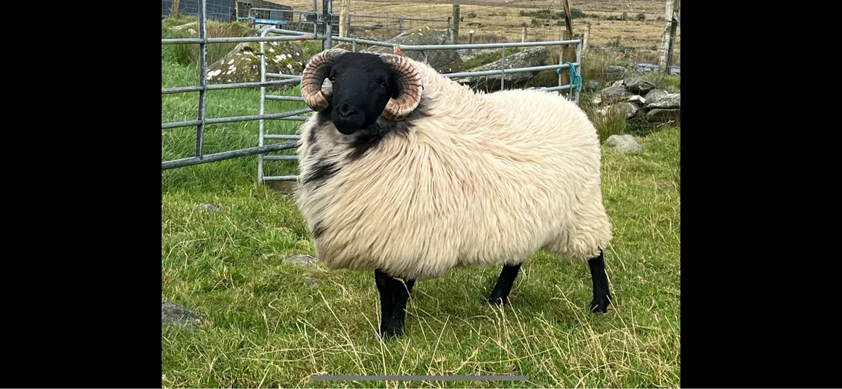 ✅SIS HOGGET RAM ✅