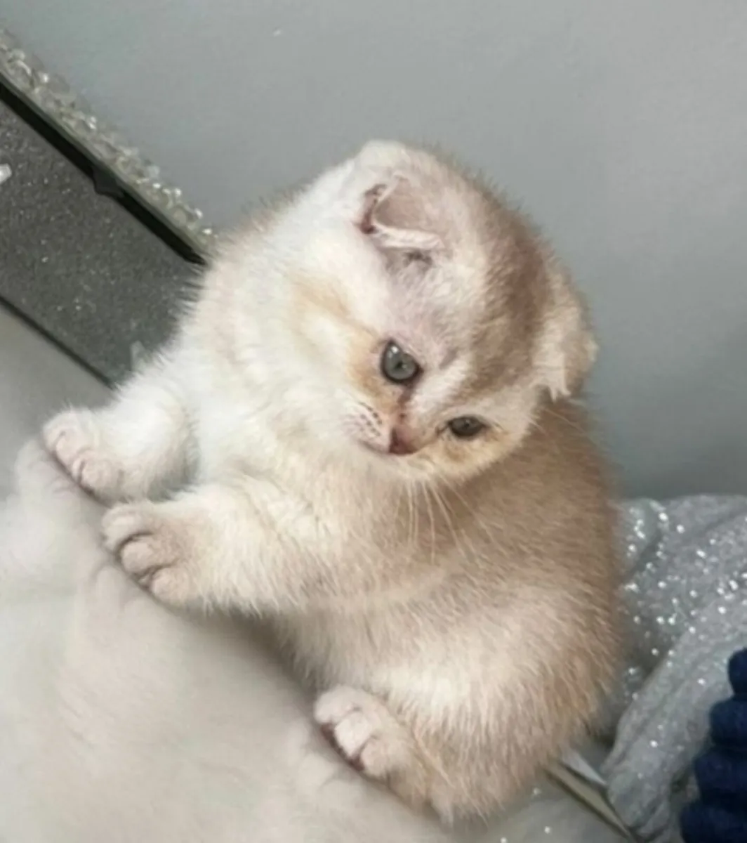 Scottish fold and straight kittens - Image 2