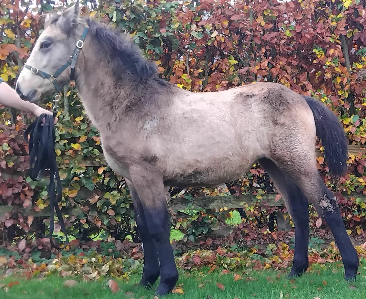 Top class connemara filly foal - Image 1