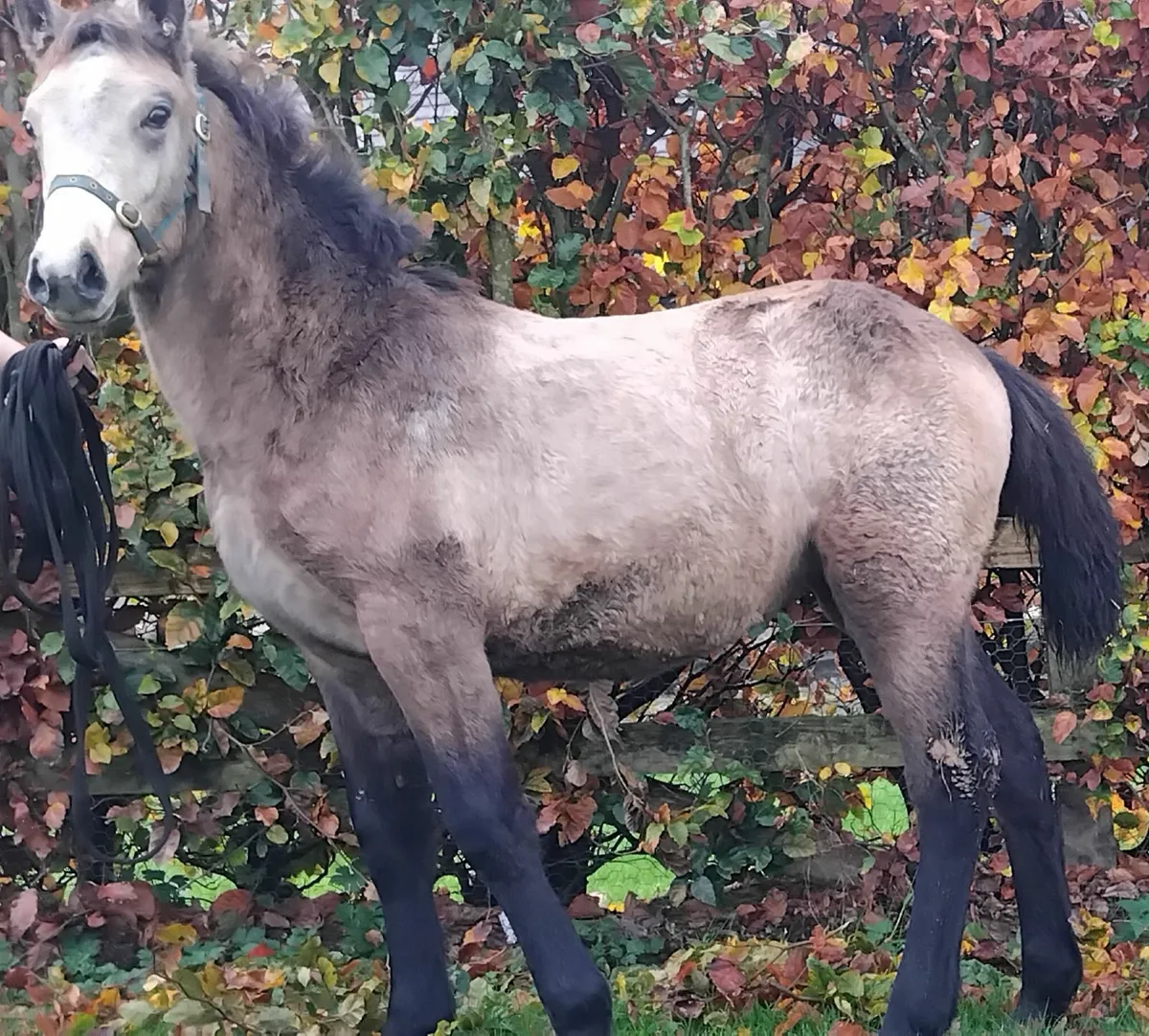 Top class connemara filly foal - Image 2