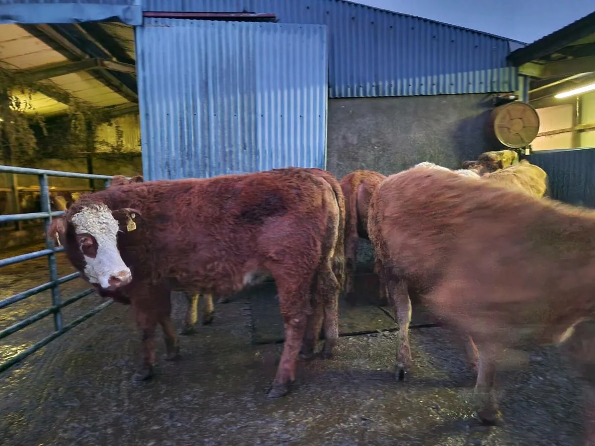 7 Breeding heifers - Image 2