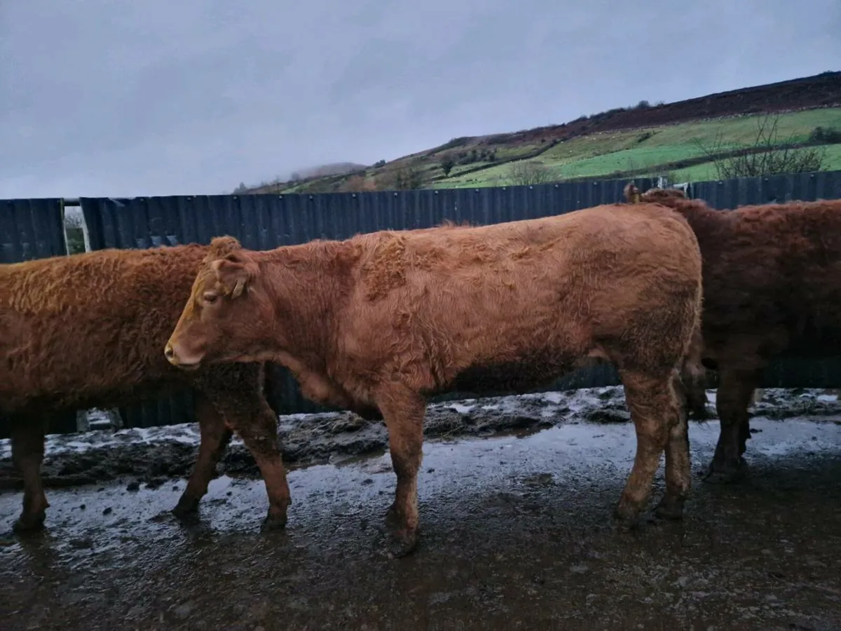 7 Breeding heifers - Image 3