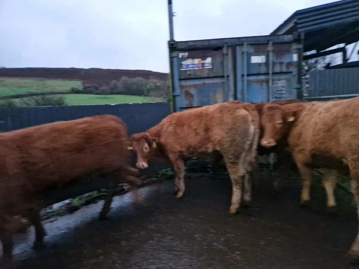 7 Breeding heifers - Image 4