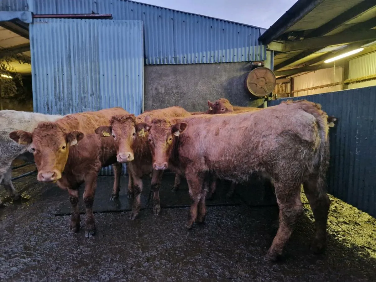 7 Breeding heifers - Image 1