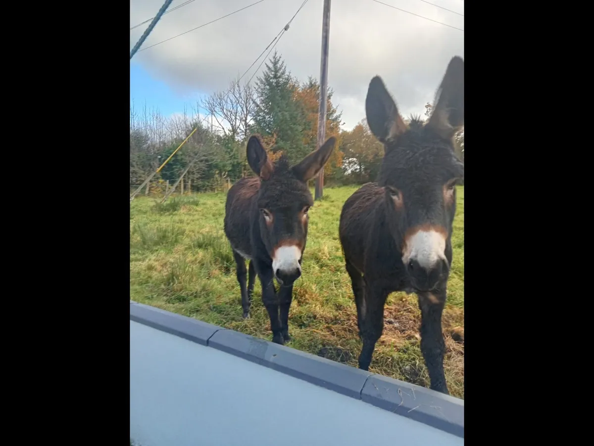 For sale  Two Female/Mare Donkeys - Image 1