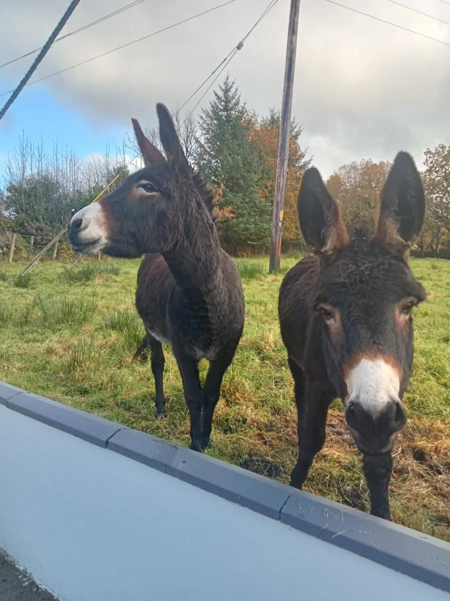 For sale  Two Female/Mare Donkeys - Image 3