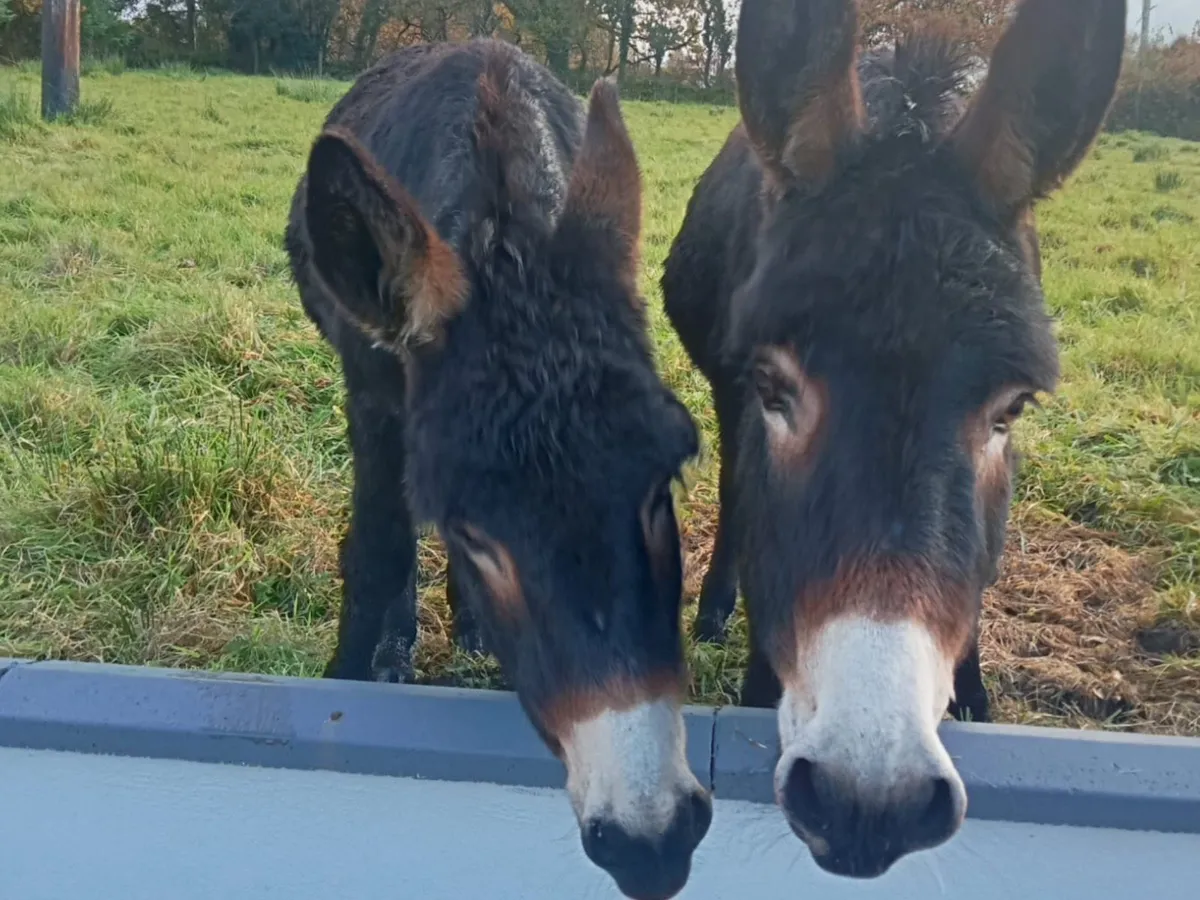 For sale  Two Female/Mare Donkeys - Image 4