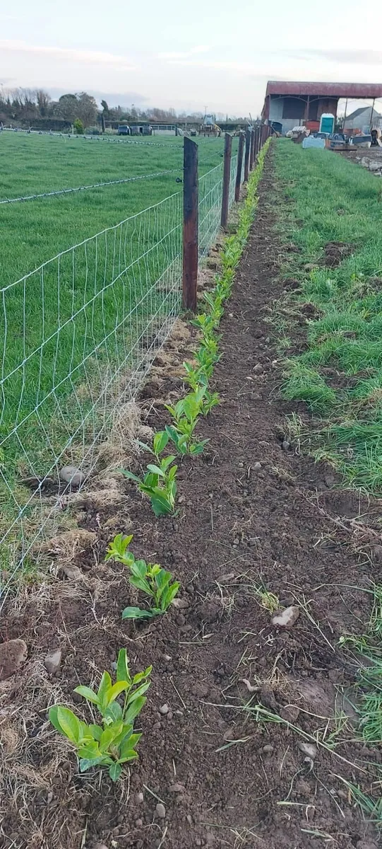 Laurel Hedging - Image 1