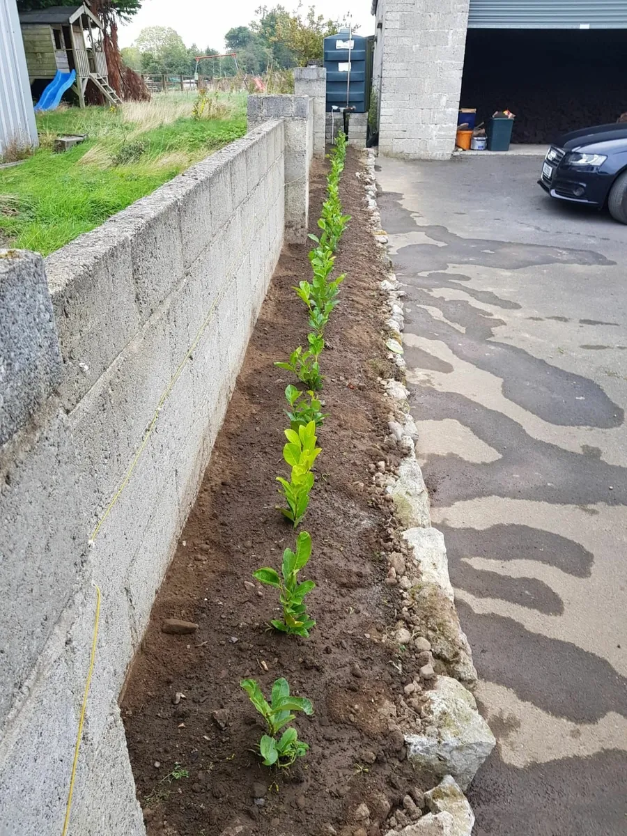 Laurel Hedging - Image 4