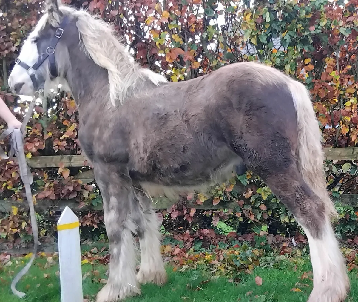 Top class cob colt foal - Image 1