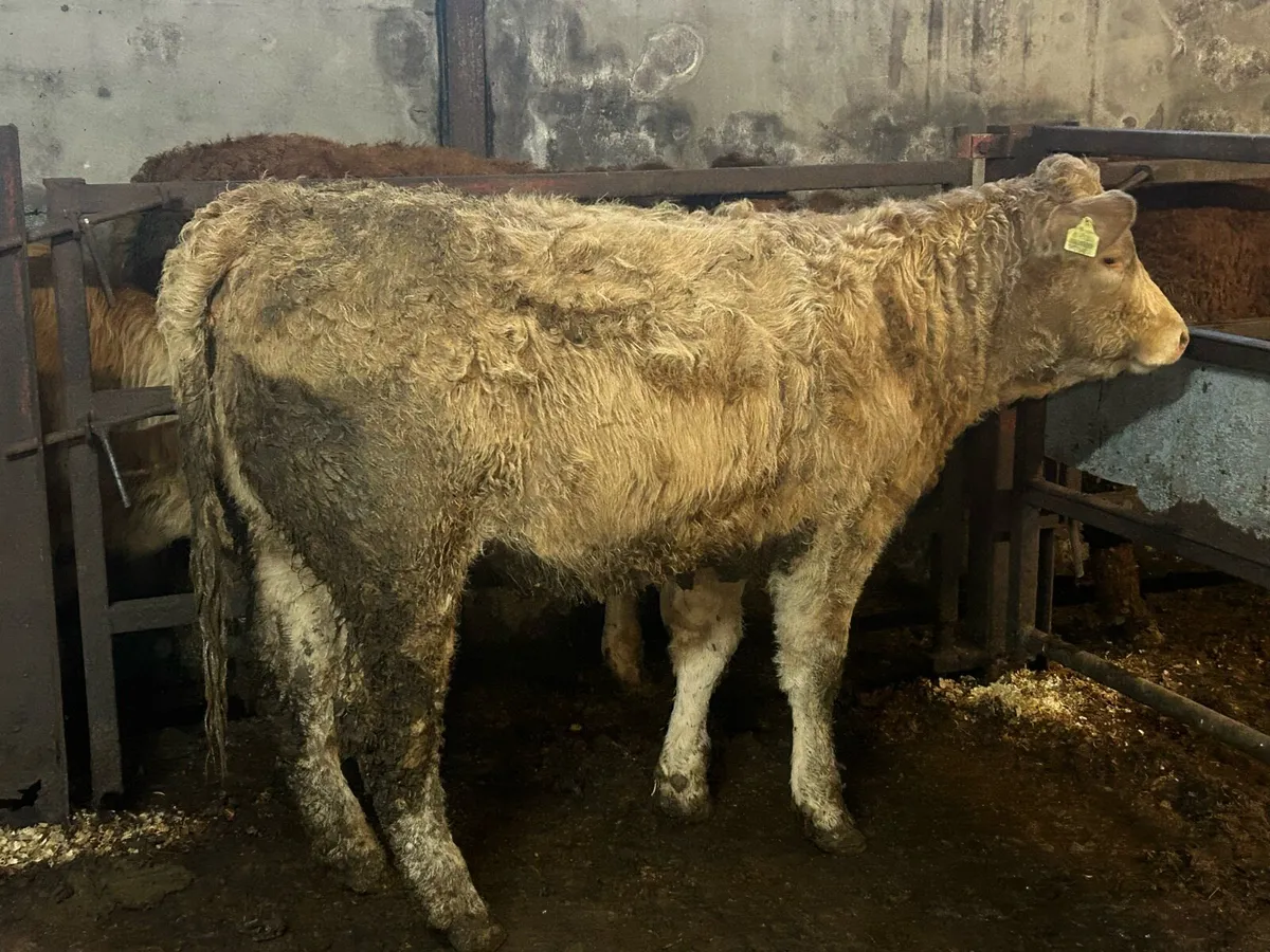 Weanling Heifers - Image 2