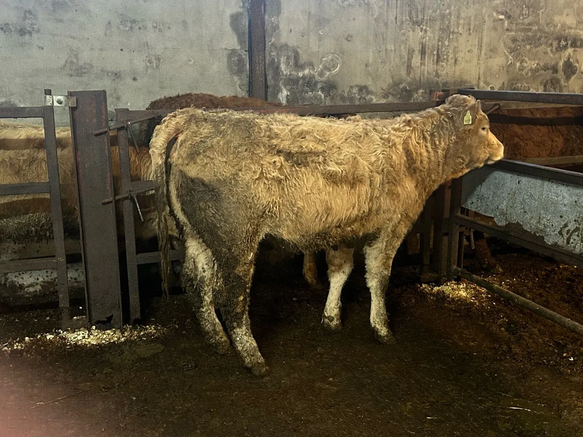 Weanling Heifers - Image 1