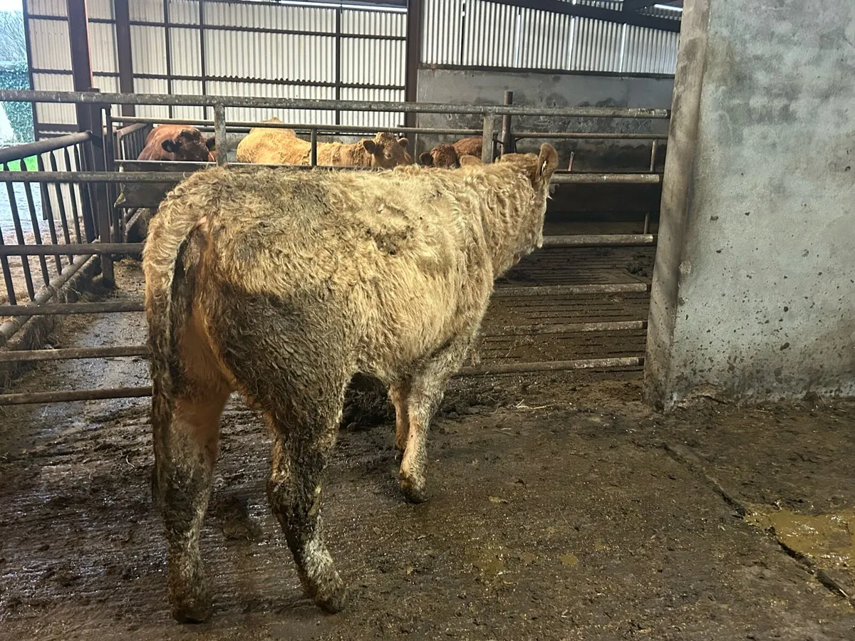 Weanling Heifers - Image 3