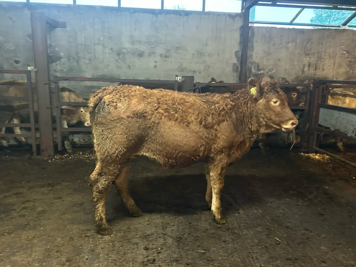 Weanling Heifers - Image 4