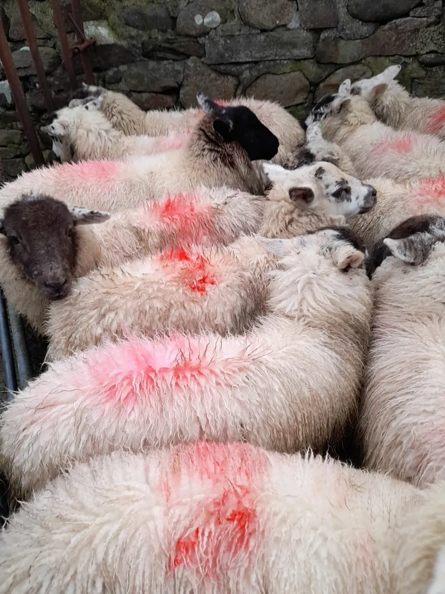 Hilltex ewe lambs x 25 - Image 3