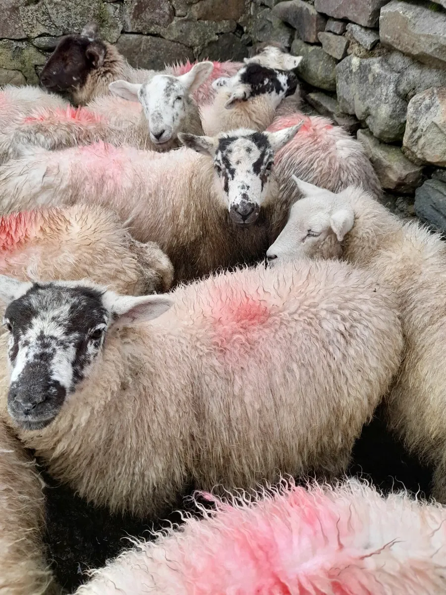 Hilltex ewe lambs x 25 - Image 4