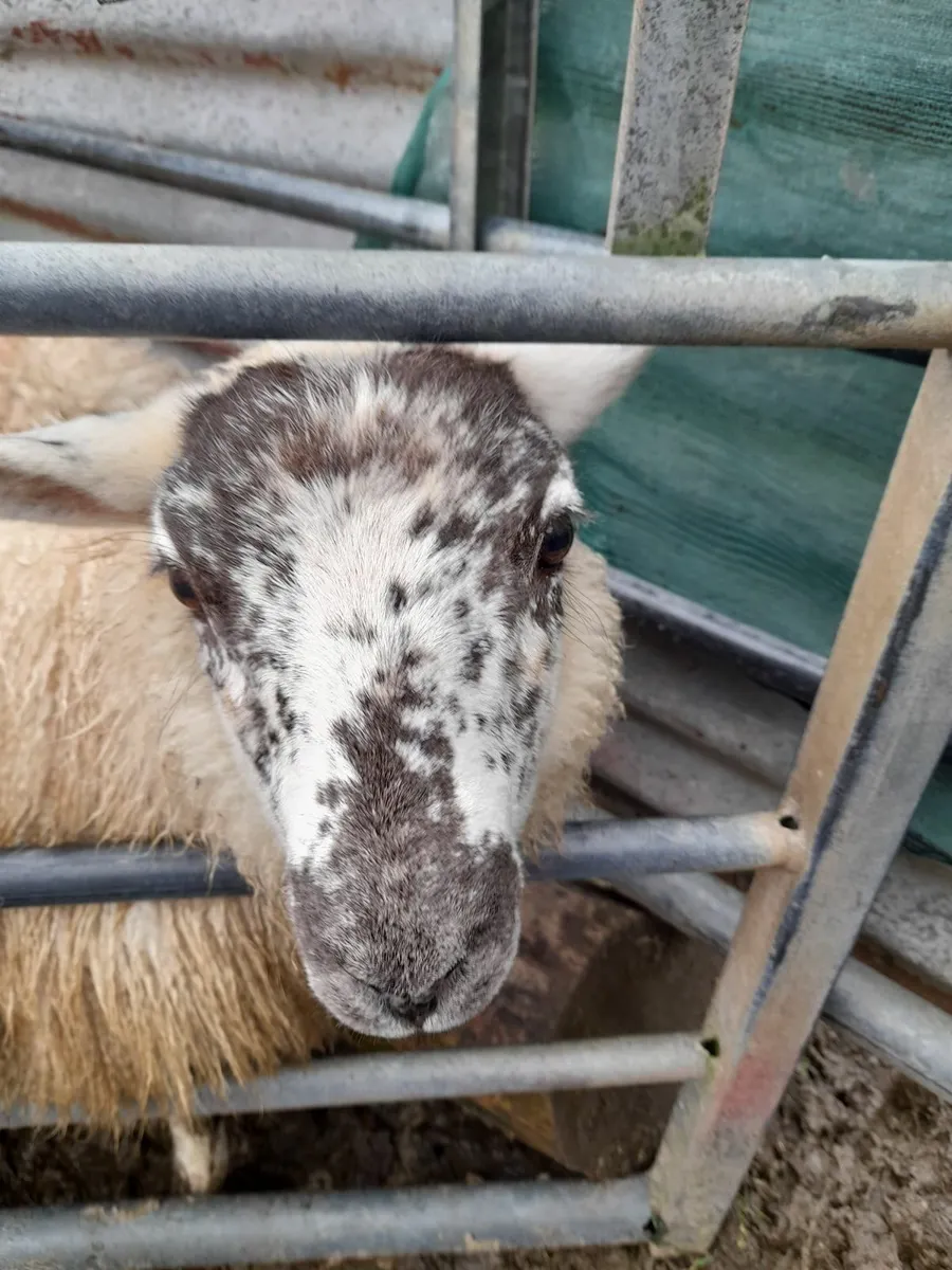 Hilltex ewe lambs x 12 - Image 4