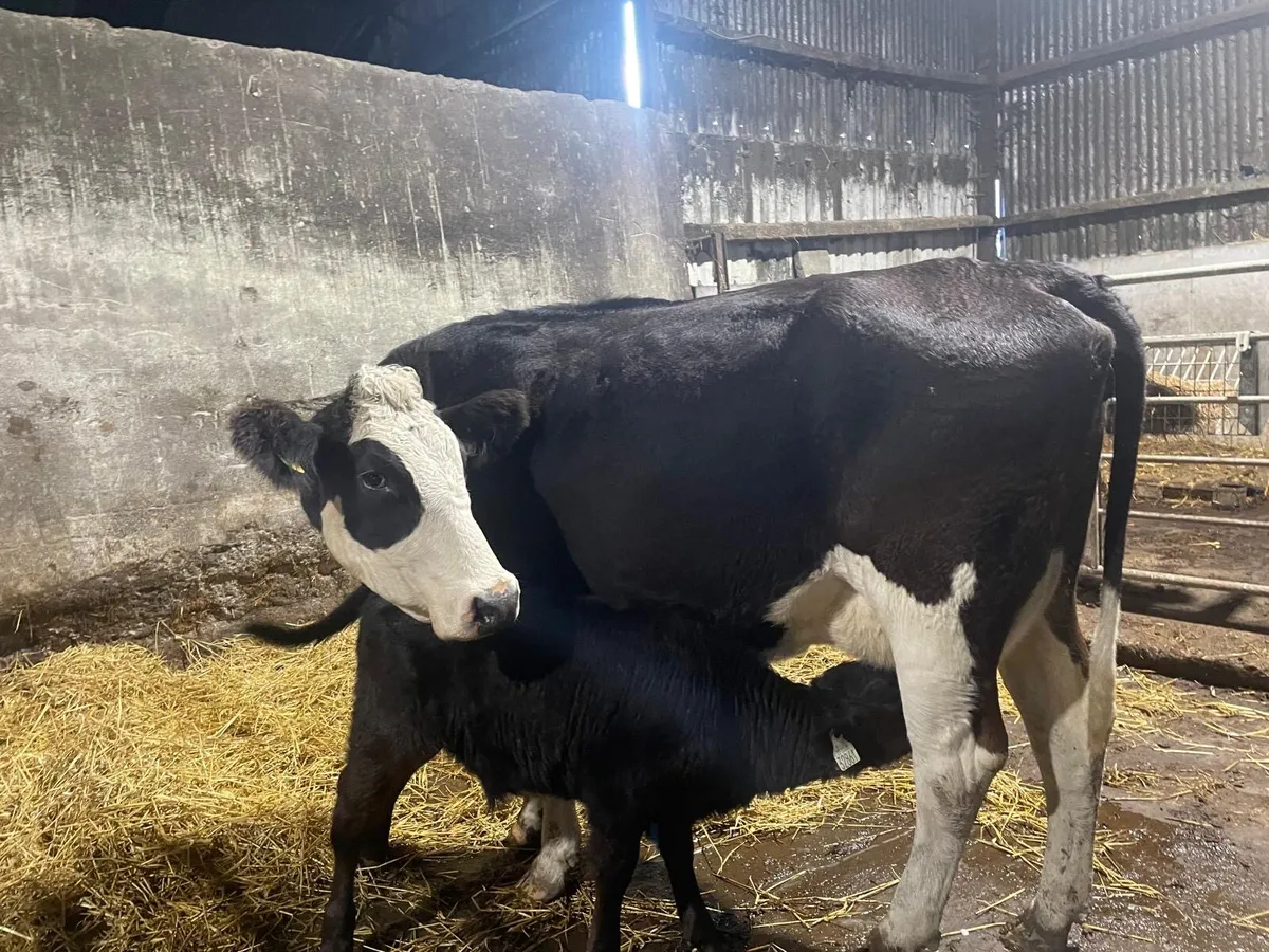 SMASHING SIMMENTAL HEFIER - Image 1