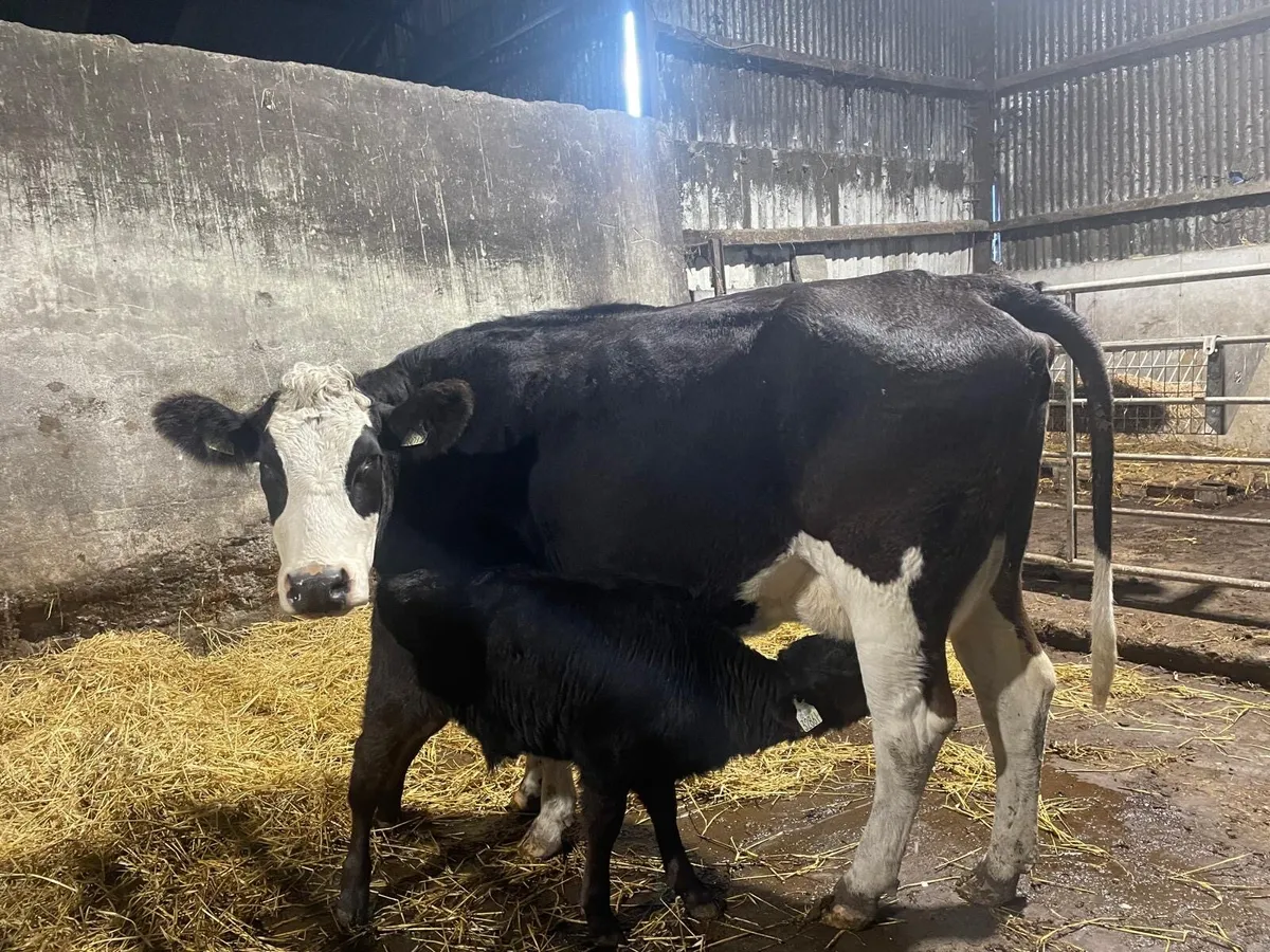 SMASHING SIMMENTAL HEFIER - Image 2