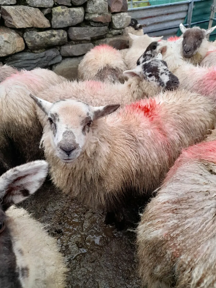 Hilltex ewe lambs x 25 - Image 2