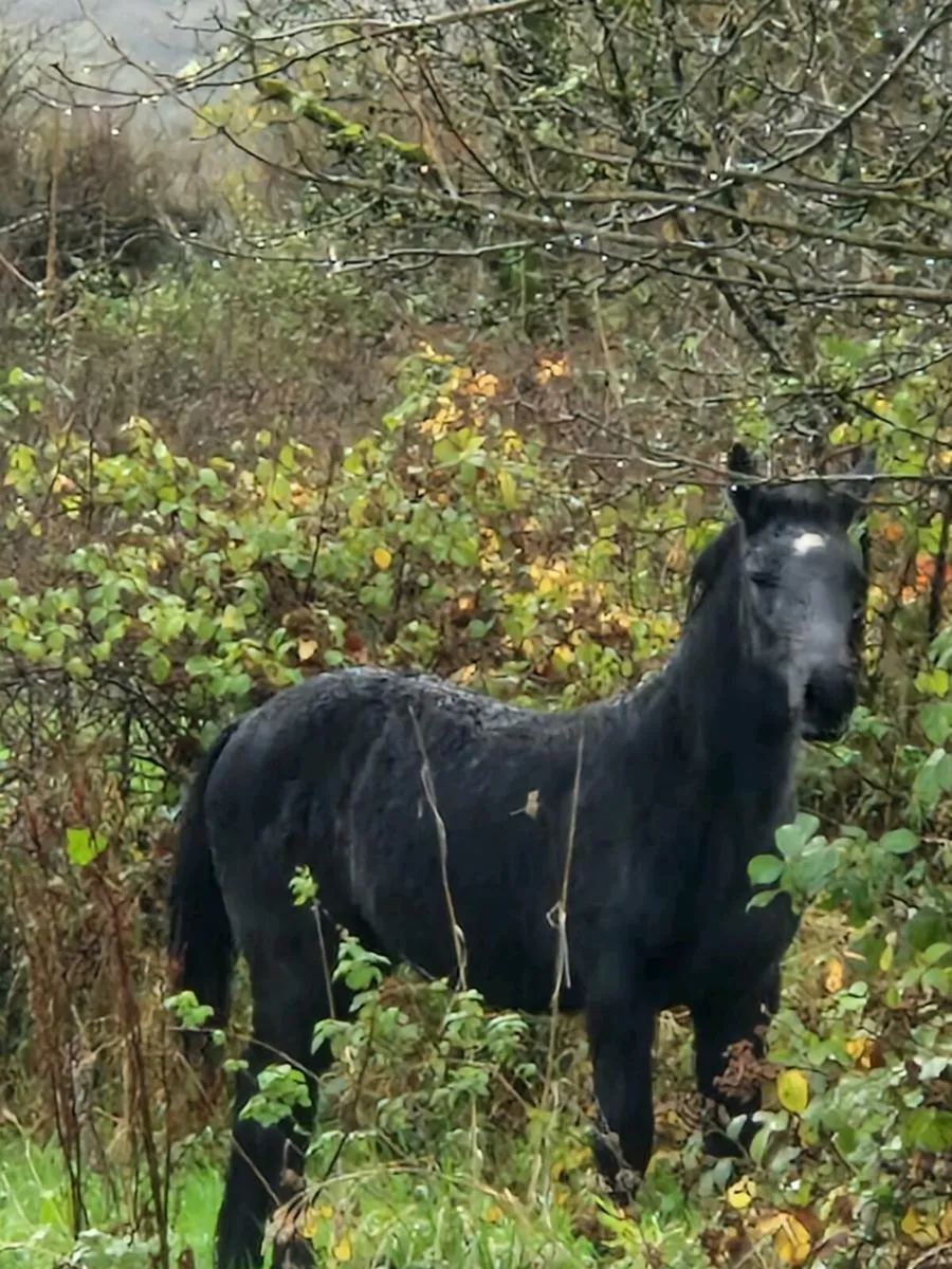 Silvershadow colt foal - Image 1