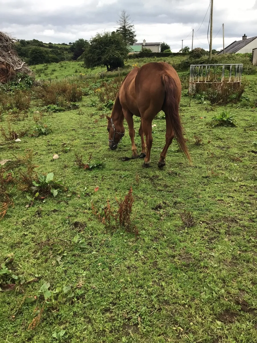 A Real Confidence giver riding PONY FOR SALE *** - Image 1