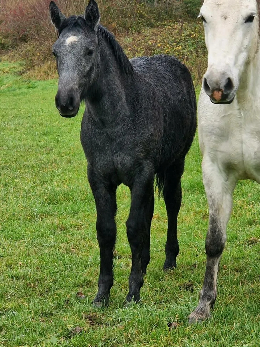Silvershadow colt foal - Image 2