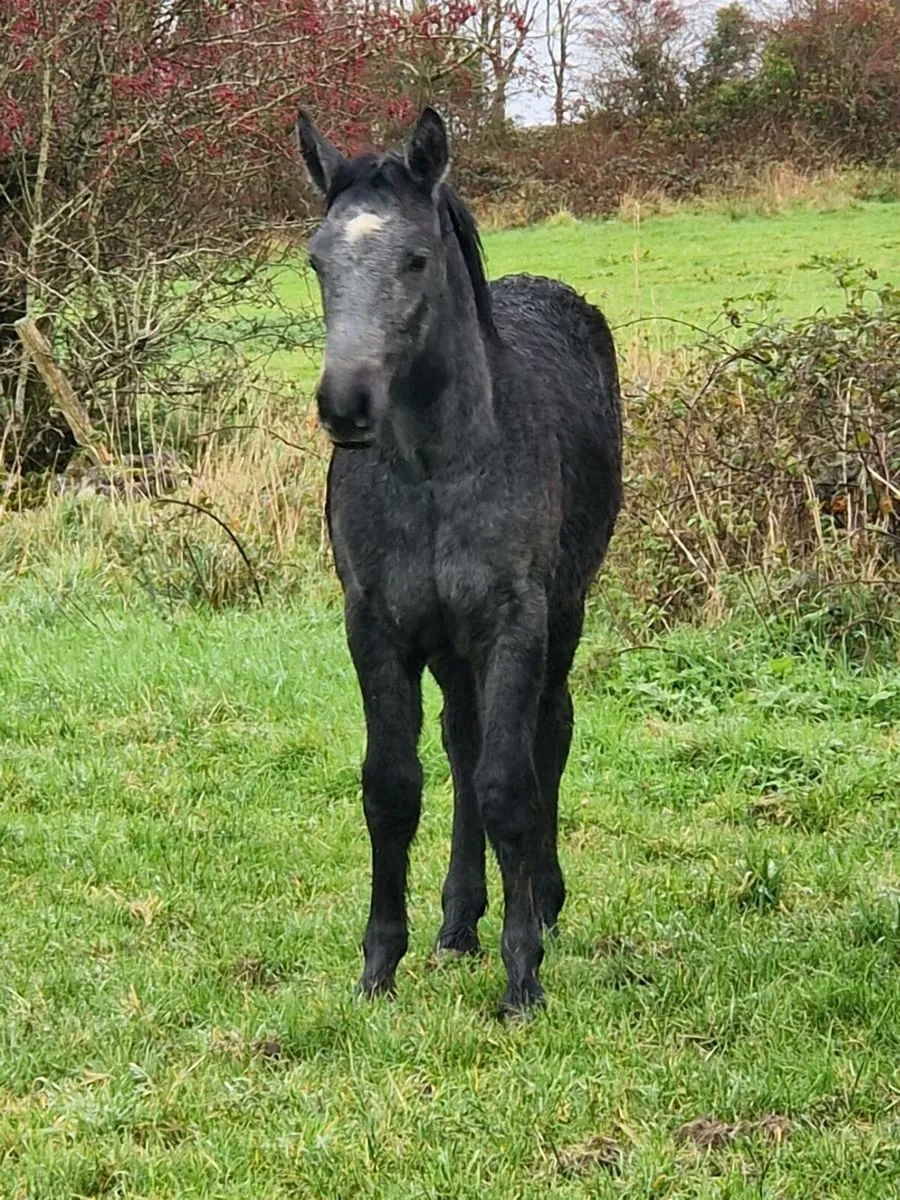 Silvershadow colt foal - Image 3