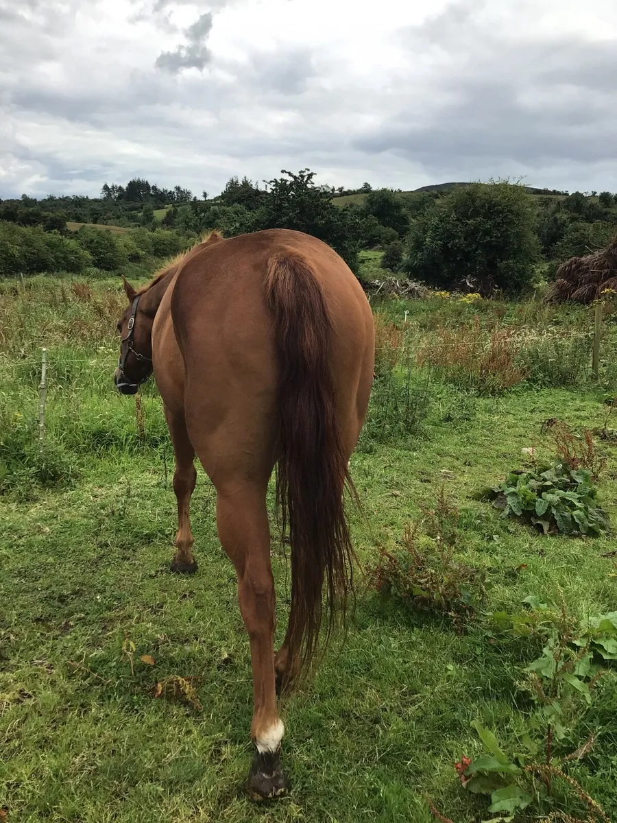 A Real Confidence giver riding PONY FOR SALE *** - Image 3