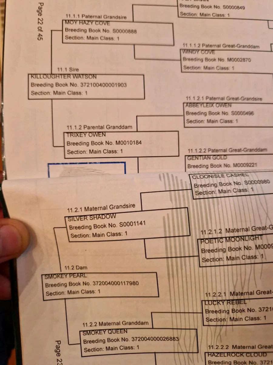 Silvershadow colt foal - Image 4