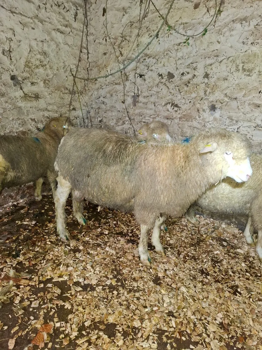 3 pure bred Dorset Ram lambs for sale - Image 1