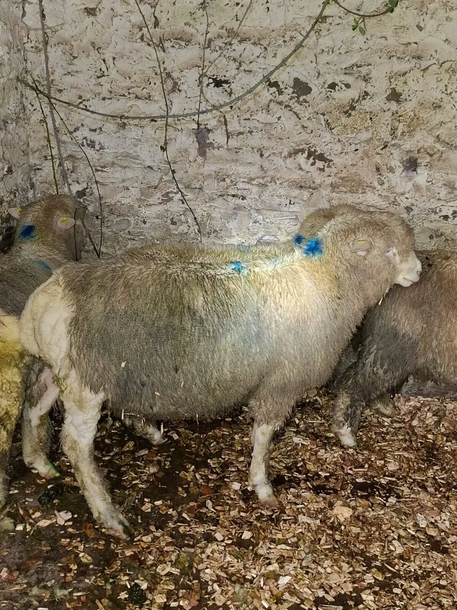 3 pure bred Dorset Ram lambs for sale - Image 3
