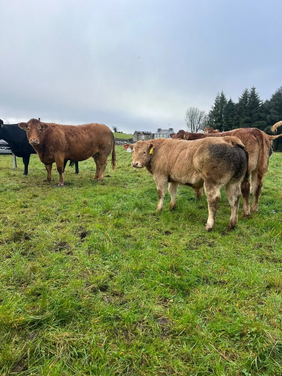 Beef cattle - Image 2