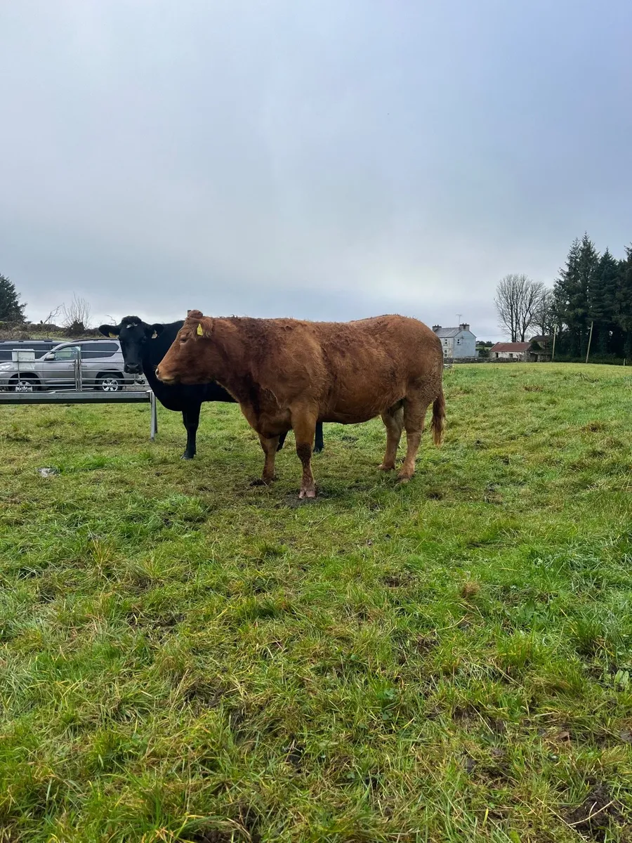 Beef cattle - Image 3