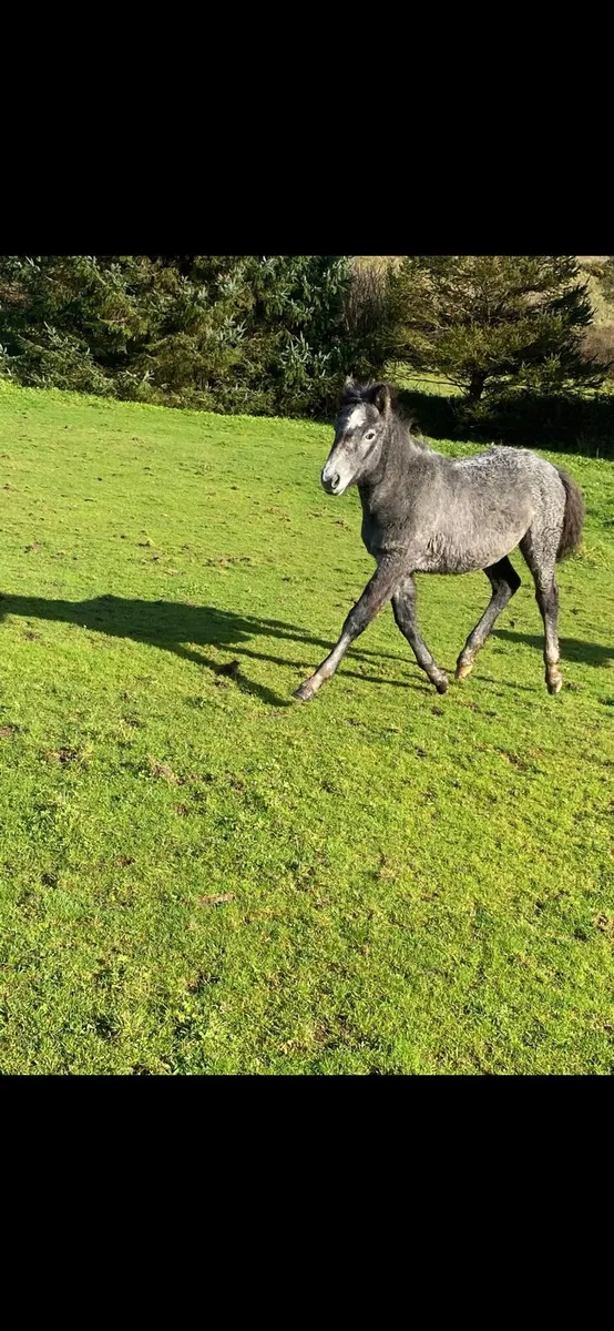 Conamara filly foal - Image 1