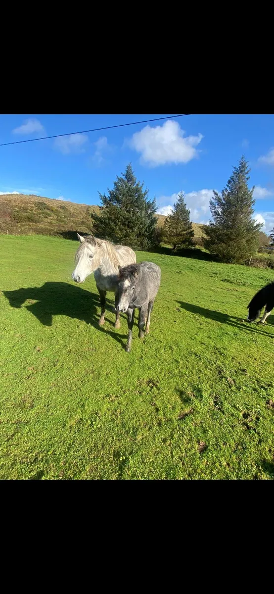 Conamara filly foal - Image 2