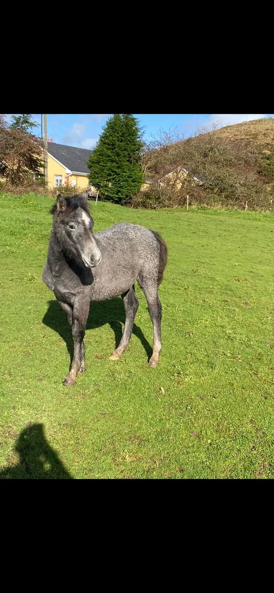 Conamara filly foal - Image 3
