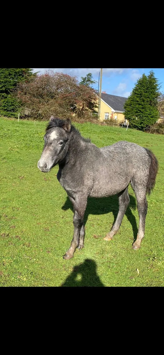 Conamara filly foal - Image 4