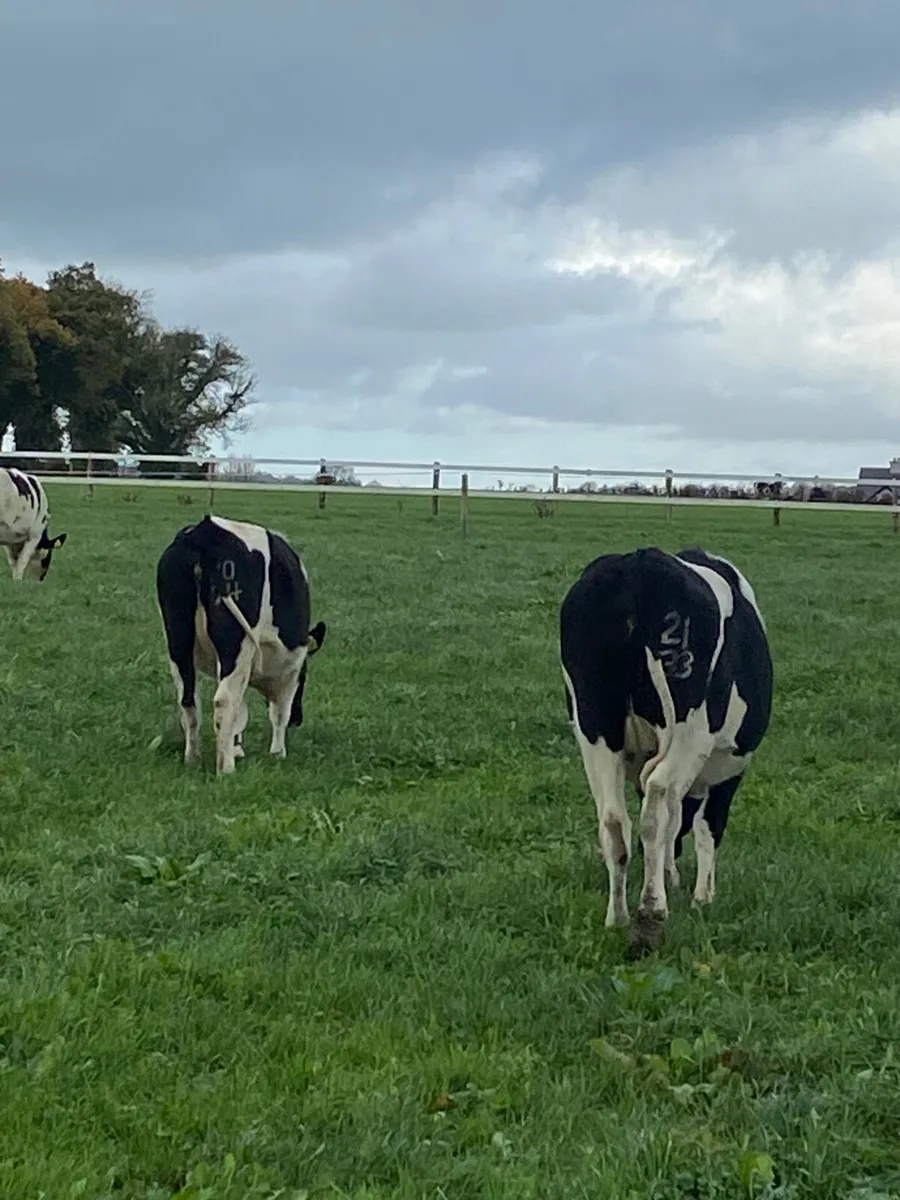 Incalf heifers - Image 2
