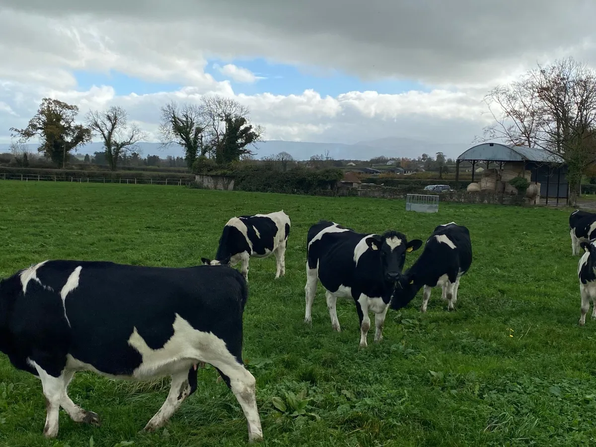 Incalf heifers - Image 3