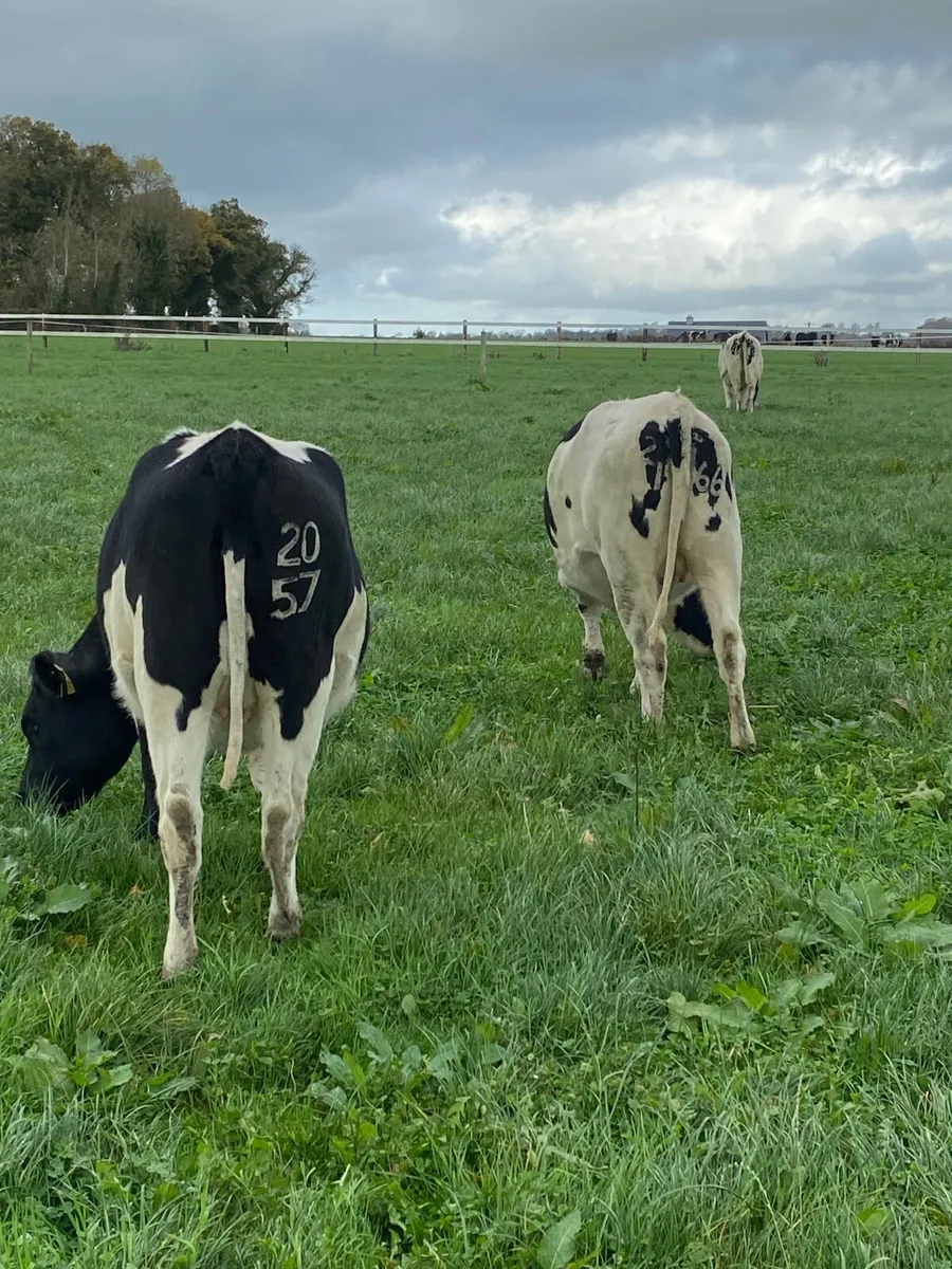 Incalf heifers - Image 4