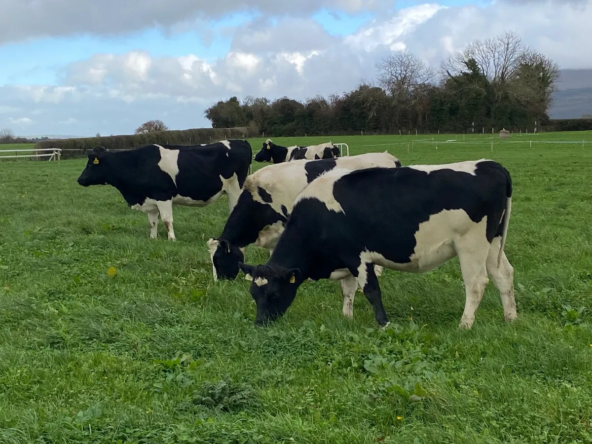 Incalf heifers - Image 1