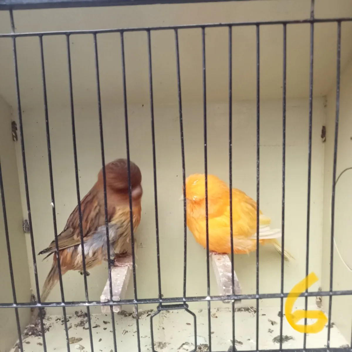 Norwich canaries. - Image 1