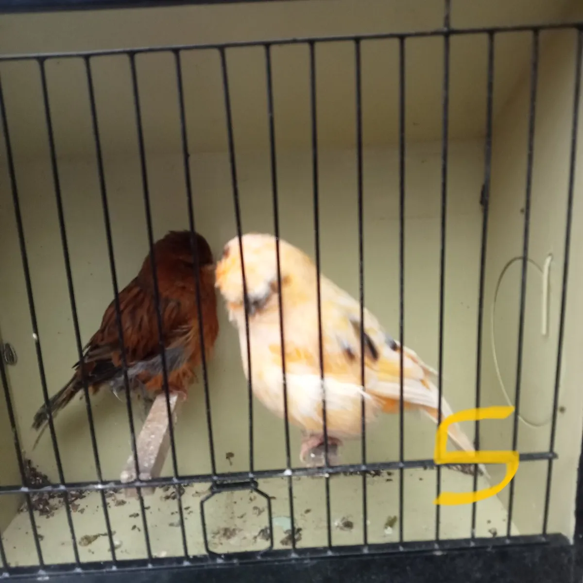 Norwich canaries. - Image 2