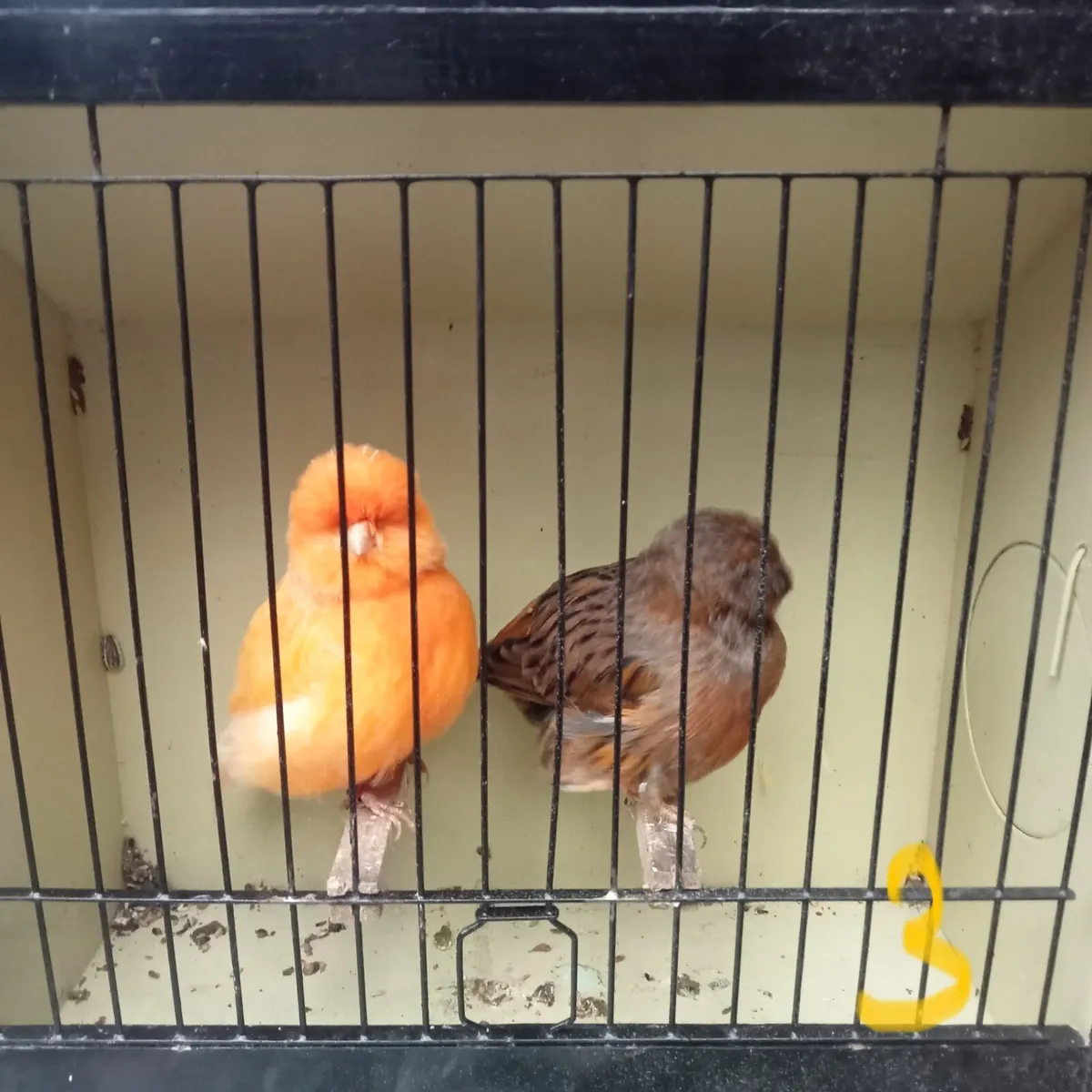 Norwich canaries. - Image 4